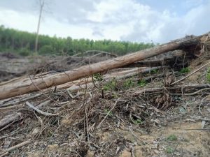 Hasil Investigasi LAMR Pelalawan 2 HA Lahan Sialang Ampaian Todung Ludes di Steking PT Arara Abadi