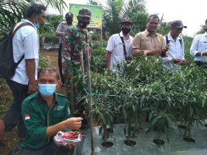 Babinsa Koramil 13/Rokan Melaksanakan Panen Perdana Kebun Cabe Kelompok Tani Desa Sei Kandis