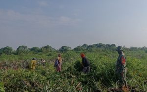 Dukung TMMD Ke- 110 Kodim 0313/KPR, Peltu M. Sitepu Laksanakan Goro Ketahanan Pangan