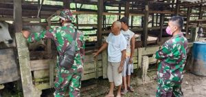 Wujud Kedekatan , Satgas TMMD Ke -110 Kodim 0313 /KPR Bantu Warga berikan Pakan Sapi