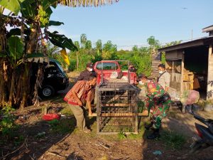 Resahkan Warga, Babinsa, BKSDA dan Babhinkamtibmas Pasang Perangkap Beruang