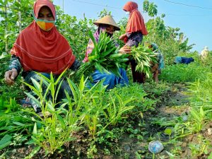 Lansia di Boyolali Pastikan Kebutuhan Pangan dan Gizi dari Hasil Panen Kebun PKH Lansia
