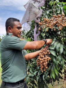 Keterbatasan Fisik Tidak Menjadi Halangan Serda Mugiyanto menjadi Motivator Petani Lengkeng