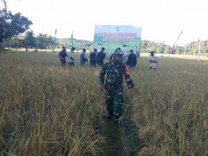 Babinsa Pulau Jambu Koramil 01/Bkn Hadiri Panen Raya Padi