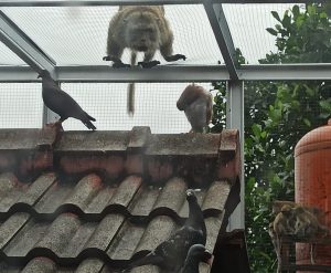 Terganggu Kawanan Monyet, Warga Komplek IPTN Harjamukti meminta BBKSDA lakukan Tindakan Konkrit