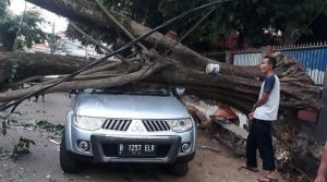 Pihak Pelaksana Proyek Berikan Tanggapan Terkait Pohon Tumbang di Kalimulya