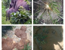 Desa Talau Diresahkan Kawanan Gajah, Warga Berjaga Dengan Alat Seadanya