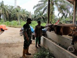 Komsos Dengan Pemilik Sapi, Babinsa Koramil 16/Tapung Himbau Untuk Pencegahan Penularan PMK