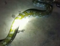 Ular Piton Sepanjang 10 Meter Tertangkap di Kandang Peternakan Ayam