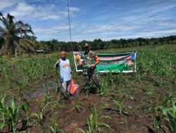 Sukseskan Ketahanan Pangan Nasional, Babinsa Bantu Petani Pupuk Tanaman Jagung