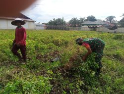 Sukseskan Ketahanan Pangan, Babinsa Koramil 16/Tapung Bantu Warga Panen Kacang Tanah