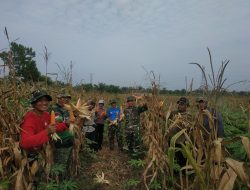 Danramil 16/Tapung Pimpin Panen Raya Jagung di Lahan Ketahanan Pangan Kodim 0313/Kampar