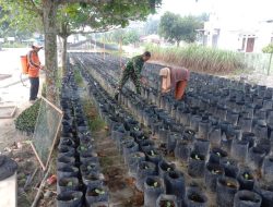 Manfaatkan Lahan Sempit, Babinsa Koramil 16/Tapung Komsos Dengan Petani Menanam Cabai Dengan Polybeg