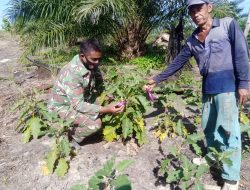 Melalui Komsos, Babinsa Koramil 09/Langgam Dampingi Petani Terong di Desa Binaan