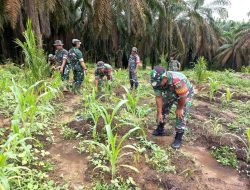 Babinsa Koramil 08/Tandun Kembali Tanam Jagung di Hanpangan