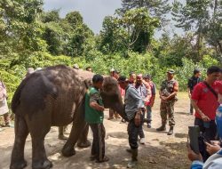 Babinsa Koramil 04/Pkl Kuras Hadiri Acara Edukasi Perawatan Gajah