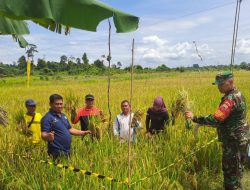 Selalu Motivasi Giat Petani Diwilayah Binaannya Babinsa Koramil 03/Bunut Dukung Hanpangan