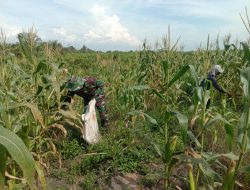 Dukung Program Ketahanan Pangan, Babinsa Koramil 16/Tapung Bantu Petani Panen Jagung