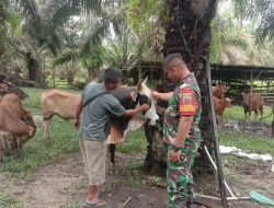 Untuk Mencegah PMK, Babinsa Koramil 16/Tapung Memantau Sapi Milik Warga Binaan