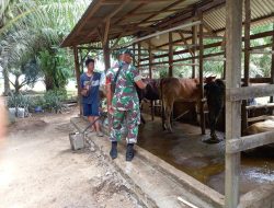 Cepat Lapor Apabila Terdapat PMK, Pesan Babinsa Koramil 16/Tapung Saat Tinjau Kandang Warga