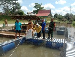 Babinsa Koramil 09/ Langgam Pantau Giat Tabur Benih Ikan Patin Keramba