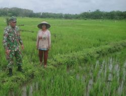 Babinsa Koramil 05/Kampar Kiri Dampingi Petani Merawat Tanaman Padi