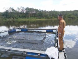 Kerambah Apung Ikan Mas Desa Pongkai Istiqomah Sudah Hampir Panen