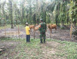 Himbau Jaga Kebersihan Kandang, Babinsa Koramil 16/Tapung Komsos dengan Pemilik Sapi