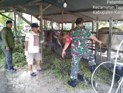 Babinsa Koramil 16/Tapung Dampingi Mantri Hewan Berikan Vaksin Pada Ternak Sapi Warga