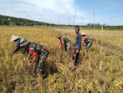 Babibsa Koramil 04/Pkl Kuras Bantu Warga Panen Padi