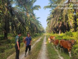 Melalui Komsos Babinsa Koramil 16/Tapung Motivasi Pemilik Sapi Dalam Perawatan dan Kebersihan Kandang