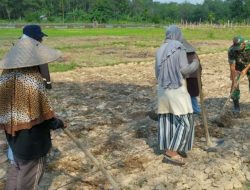 Serda Alexander, Babinsa Koramil 07/Kampar Bantu Warga Garap Sawah