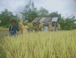Bentuk Kepedulian Pada Warga Binaan, Babinsa Bantu Petani Panen Padi