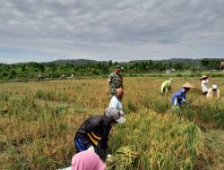 Bantu Pok Tani Panen Padi, Babinsa Sukseskan Swasembada Pangan