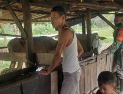 Babinsa Komsos Dengan Peternak Himbau Kebersihan Kandang