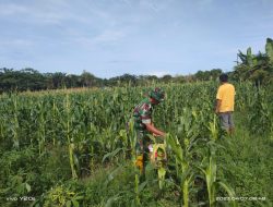 Babinsa Koramil 01/Bkn Dampingi Petani Lakukan Peninjauan Tanaman Jagung Manis