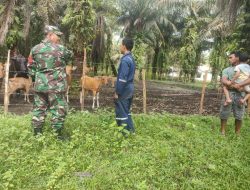 Komsos Bersama Peternak Sapi, Babinsa Koramil 16/Tapung Jalin Silahturahmi dan Pantau PMK