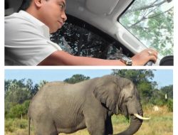 Konflik Gajah Liar TNTN Masih Terjadi Diwilayah Kelurahan Pangkalan Lesung