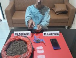 Simpan Daun Ganja Kering di Pelepah Kelapa Sawit, Warga Koto Tuo Ditangkap Ojoloyo