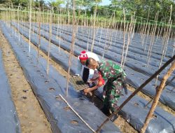Berikan Motivasi, Babinsa Koramil 07/Kampar Bersama Warga Tanam Cabe