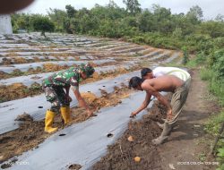 Dampingi Petani Gambas, Babinsa Koramil 01/Bkn Dukung Program Peningkatan Ketahanan Pangan