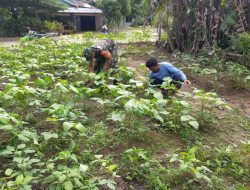 Babinsa Koramil 11/Tambusai Kodim 0313/Kpr beri Semangat Petani Kacang Hijau