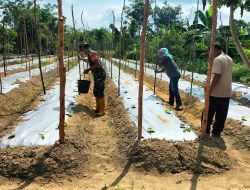 Wujudkan Swasembada Pangan Yang Optimal, Babinsa Koramil 01/Bkn Terus Lakukan Giat Pendampingan Kepada Petani Binaan