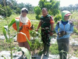 Babinsa Koramil 13/Rokan Serda Febrianto Komsos Dengan Petani Jagung Didesa Binaan
