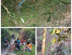 Gajah Kembali Rusak Kebun Masyarakat Desa Talau, Warga Minta BKSDA Turun Kelapangan