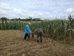 Lanjutkan Program Ketahanan Pangan, Babinsa Koramil 07/Kampar Bersama Petani Laksanakan Pemupukan dan Perawatan Jagung