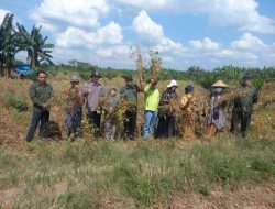 Serda Safran Hasibuan Bantu Petani Panen Kedelai