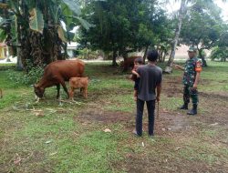 Kunjungi Peternakan Sapi Warga, Babinsa Koramil 16/Tapung Antisipasi PMK Jelang Idul Adha
