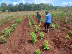Jalin Kebersamaan Dengan Warga binaan, Babinsa Koramil 15/kK Komsos Dengan Petani Cabe Rawit