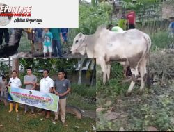 PT Padasa Enam Utama Kokar Kembali Serahkan 4 Ekor Hewan Qurban Kepada 4 Desa